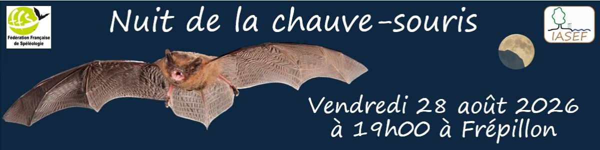 Nuit de la chauve-souris